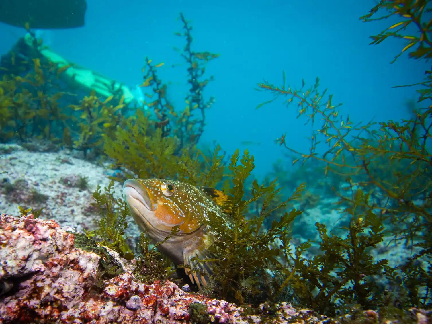 藻場と魚の写真